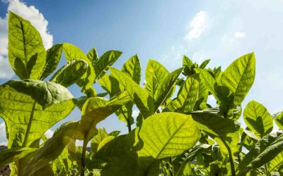 Artigo de teste para site Tabaco Legal